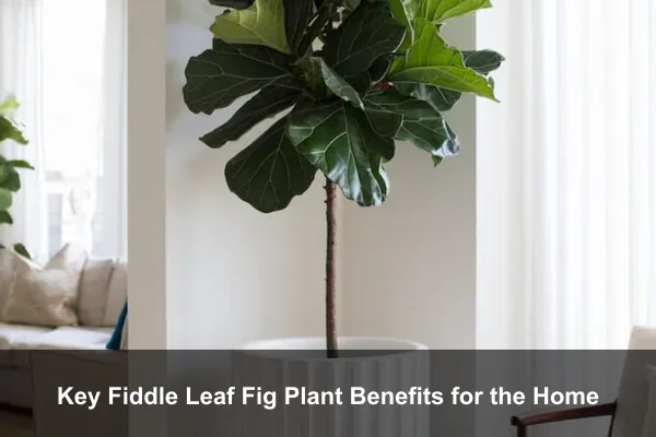 Key Fiddle Leaf Fig Plant Benefits for the Home