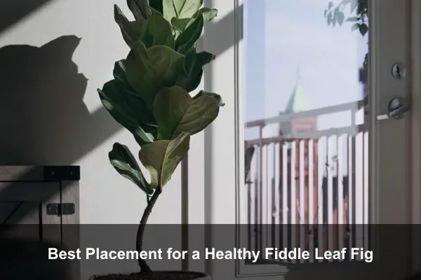 Best Placement for a Healthy Fiddle Leaf Fig