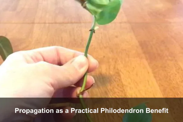 Propagation as a Practical Philodendron Benefit