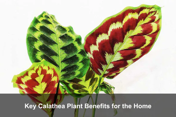 Key Calathea Plant Benefits for the Home