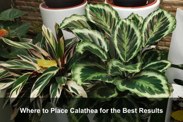 Where to Place Calathea for the Best Results