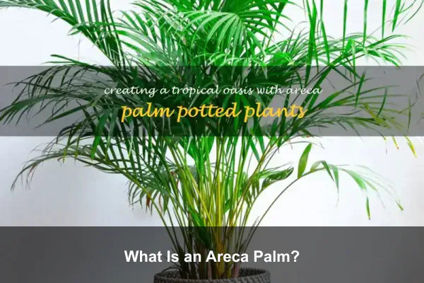 What Is an Areca Palm?