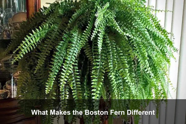 What Makes the Boston Fern Different