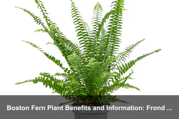 Boston Fern Plant Benefits and Information: Frond Health, Home Value, and Long-Term Care