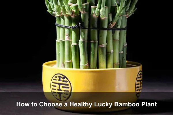 How to Choose a Healthy Lucky Bamboo Plant