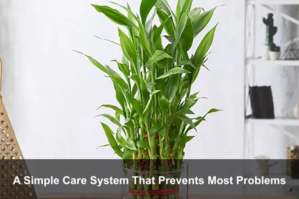 A Simple Care System That Prevents Most Problems