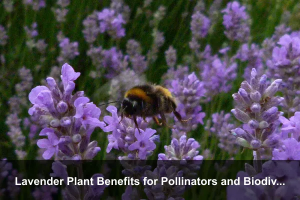 Lavender Plant Benefits for Pollinators and Biodiversity