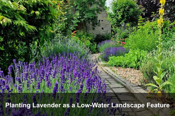 Planting Lavender as a Low-Water Landscape Feature