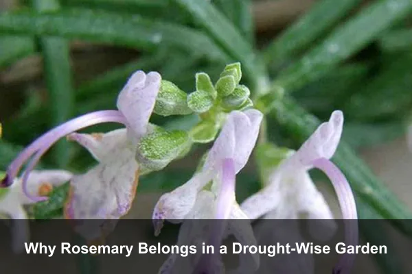 Why Rosemary Belongs in a Drought-Wise Garden