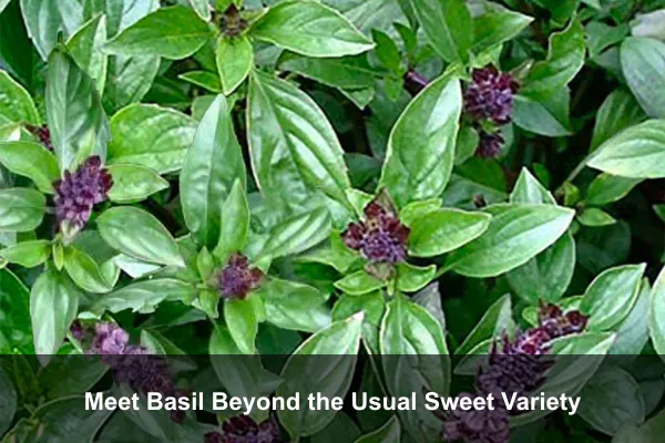 Meet Basil Beyond the Usual Sweet Variety