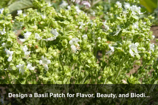 Design a Basil Patch for Flavor, Beauty, and Biodiversity