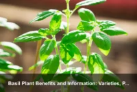 Basil Plant Benefits and Information: Varieties, Pollinators, and Seed-Saving Tips Basil Plant Benefits and Information: Varieties, Pollinators, and Seed-Saving Tips