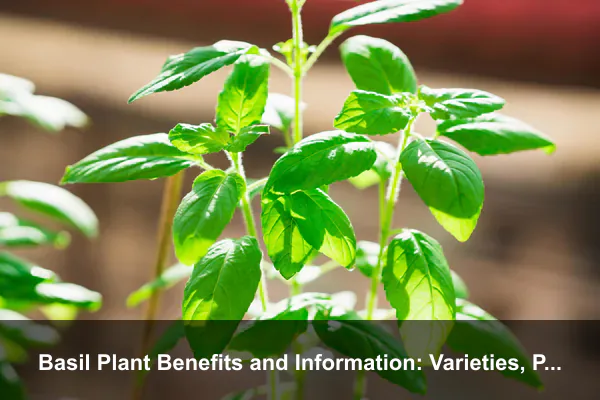 Basil Plant Benefits and Information: Varieties, Pollinators, and Seed-Saving Tips