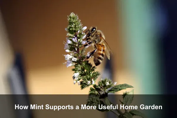 How Mint Supports a More Useful Home Garden