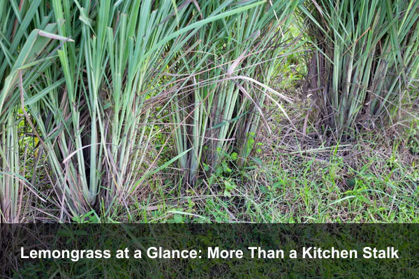 Lemongrass at a Glance: More Than a Kitchen Stalk