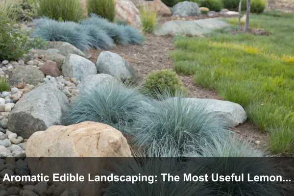 Aromatic Edible Landscaping: The Most Useful Lemongrass Benefit