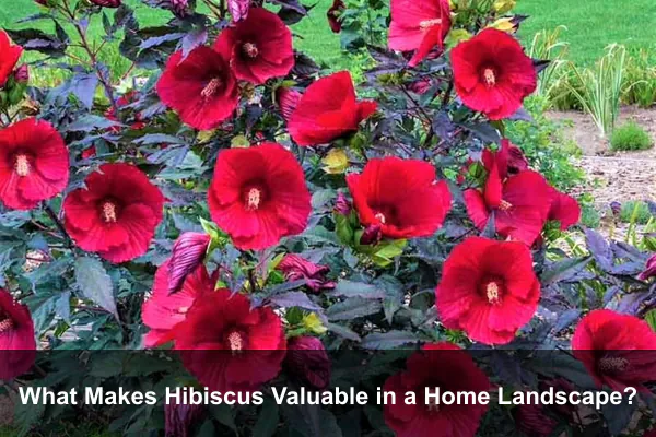What Makes Hibiscus Valuable in a Home Landscape?