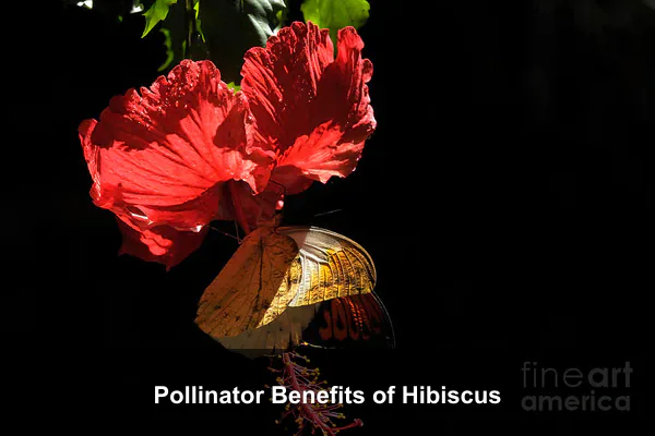 Pollinator Benefits of Hibiscus