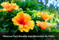 Hibiscus Plant Benefits and Information for Pollinator-Friendly Landscapes