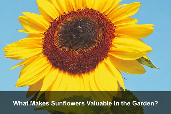 What Makes Sunflowers Valuable in the Garden?