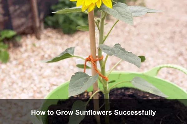 How to Grow Sunflowers Successfully