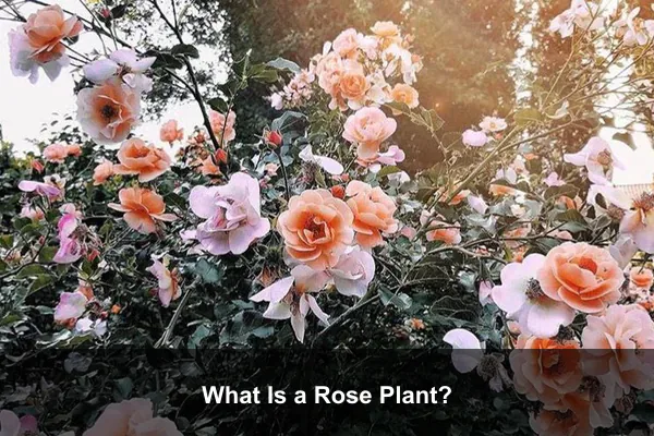 What Is a Rose Plant?