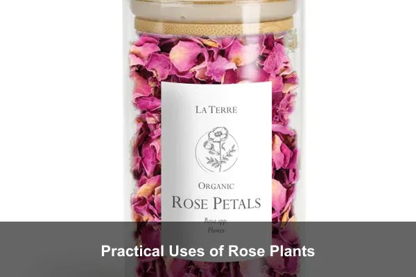 Practical Uses of Rose Plants