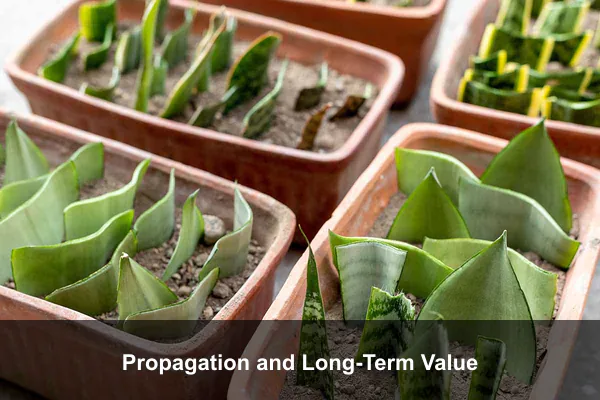Propagation and Long-Term Value