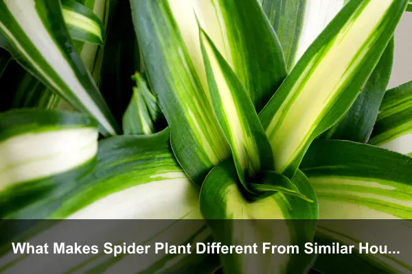 What Makes Spider Plant Different From Similar Houseplants