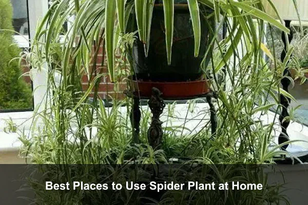 Best Places to Use Spider Plant at Home