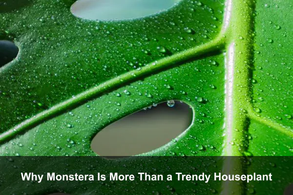 Why Monstera Is More Than a Trendy Houseplant