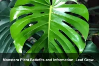Monstera Plant Benefits and Information: Leaf Growth, Indoor Wellness, and Smart Support Monstera Plant Benefits and Information: Leaf Growth, Indoor Wellness, and Smart Support