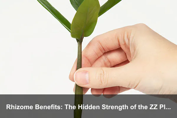 Rhizome Benefits: The Hidden Strength of the ZZ Plant