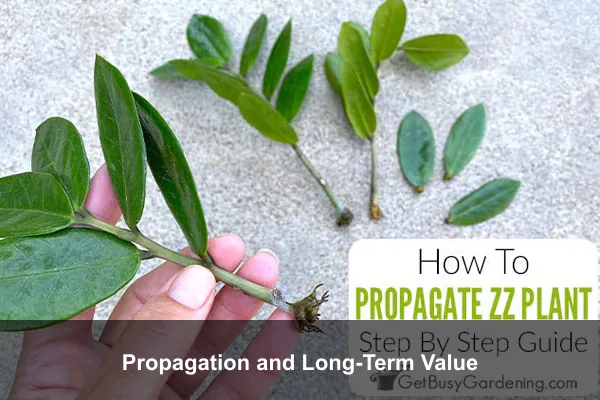 Propagation and Long-Term Value