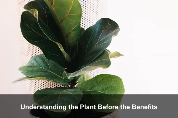 Understanding the Plant Before the Benefits