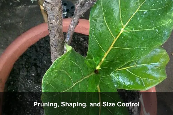 Pruning, Shaping, and Size Control