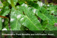 Philodendron Plant Benefits and Information: Aroid Traits, Leaf Signals, and Sustainable Indoor Choices