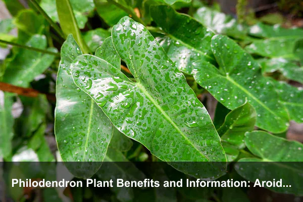 Philodendron Plant Benefits and Information: Aroid Traits, Leaf Signals, and Sustainable Indoor Choices