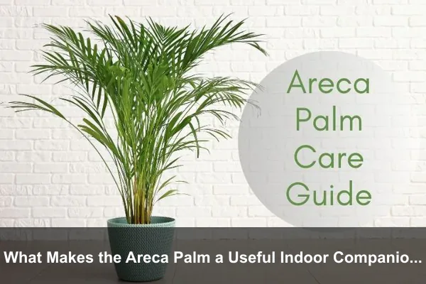 What Makes the Areca Palm a Useful Indoor Companion