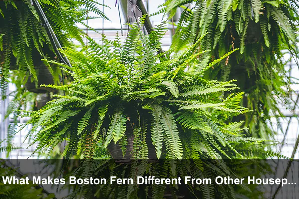 What Makes Boston Fern Different From Other Houseplants
