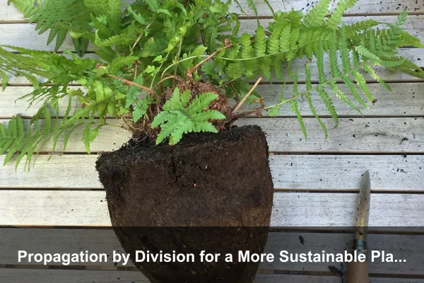 Propagation by Division for a More Sustainable Plant Collection