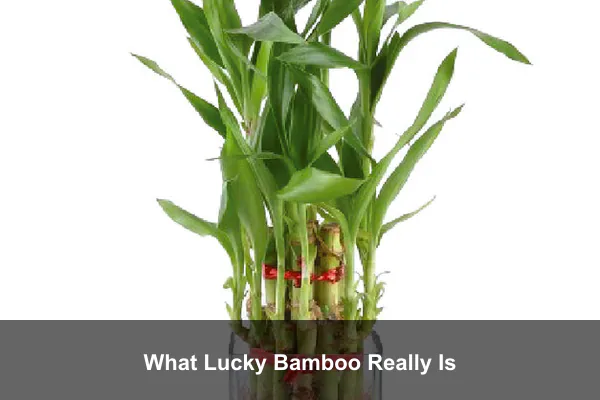 What Lucky Bamboo Really Is
