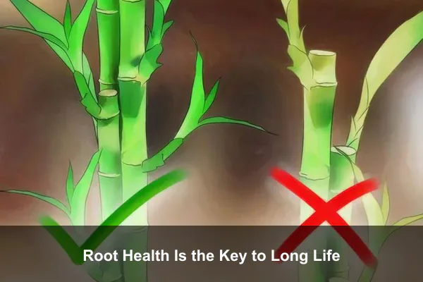 Root Health Is the Key to Long Life