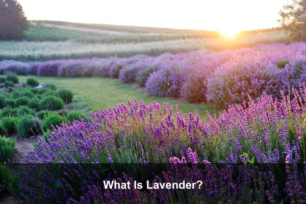 What Is Lavender?