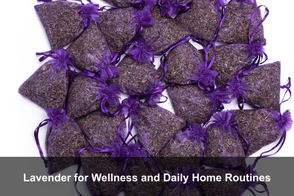 Lavender for Wellness and Daily Home Routines