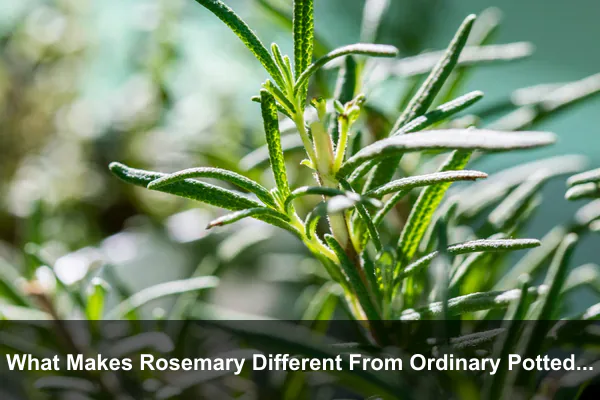 What Makes Rosemary Different From Ordinary Potted Herbs