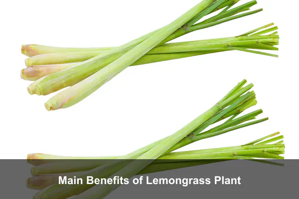 Main Benefits of Lemongrass Plant