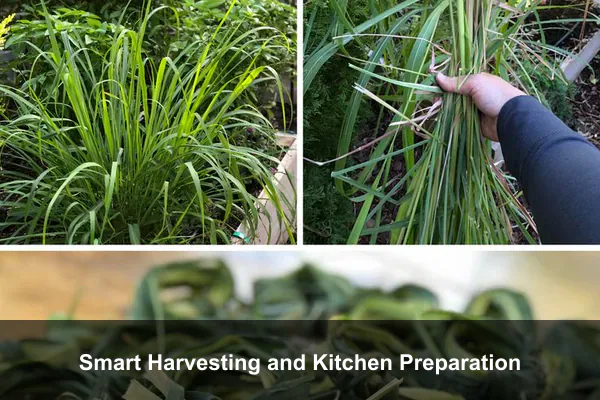 Smart Harvesting and Kitchen Preparation