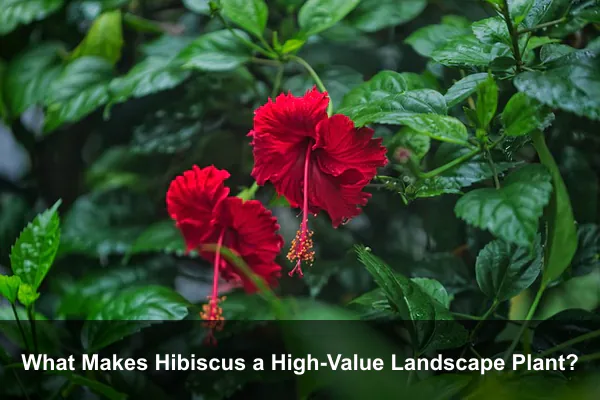 What Makes Hibiscus a High-Value Landscape Plant?