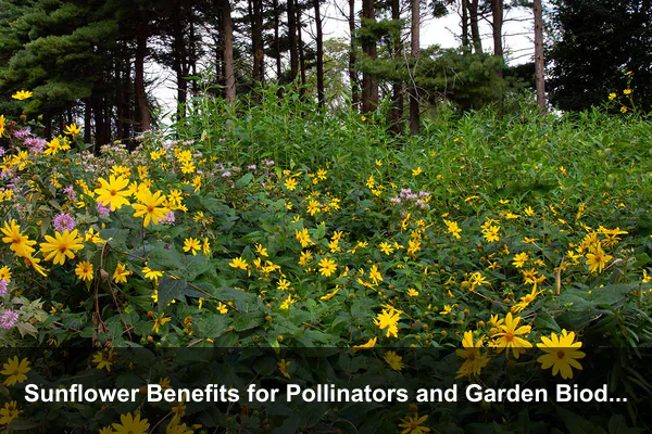 Sunflower Benefits for Pollinators and Garden Biodiversity